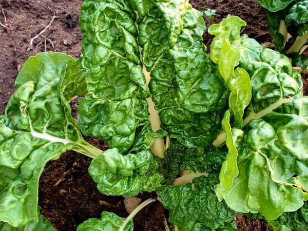 Cultured Crop - Spinash