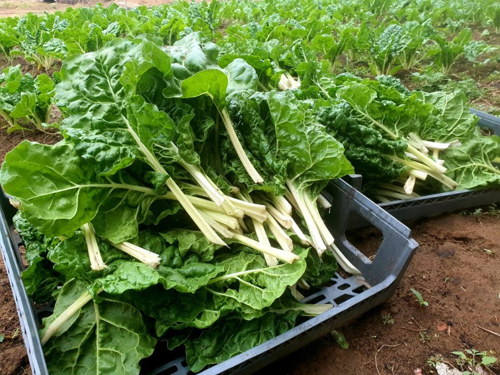 Fresh from the soil