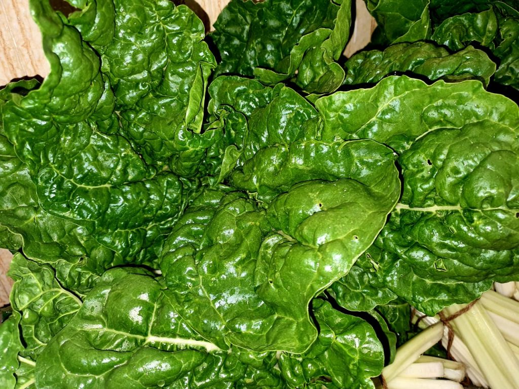 Fresh from the soil  (1)