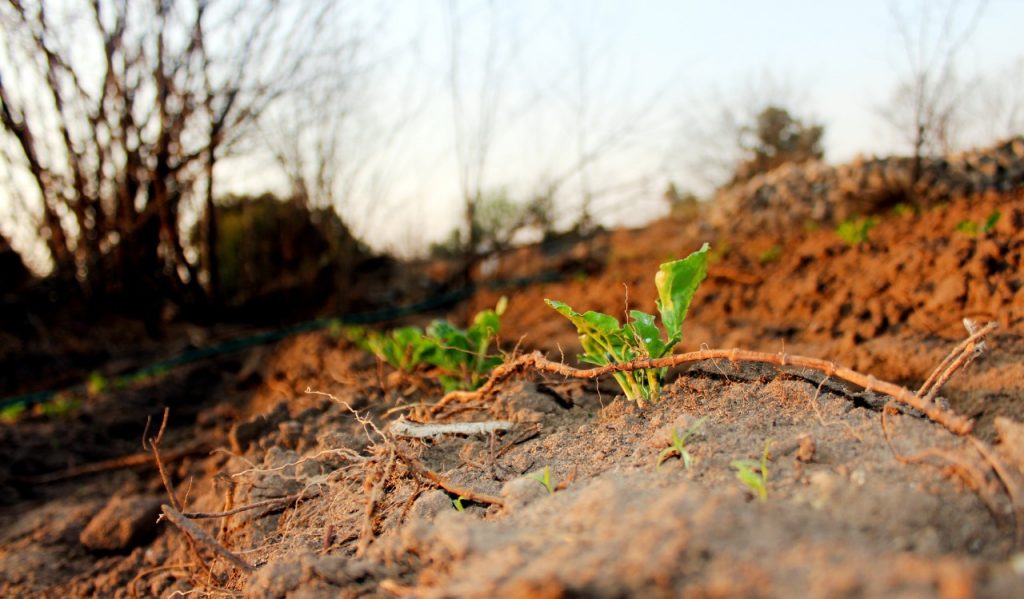 culturedcrop.co.za TwoWeeksin