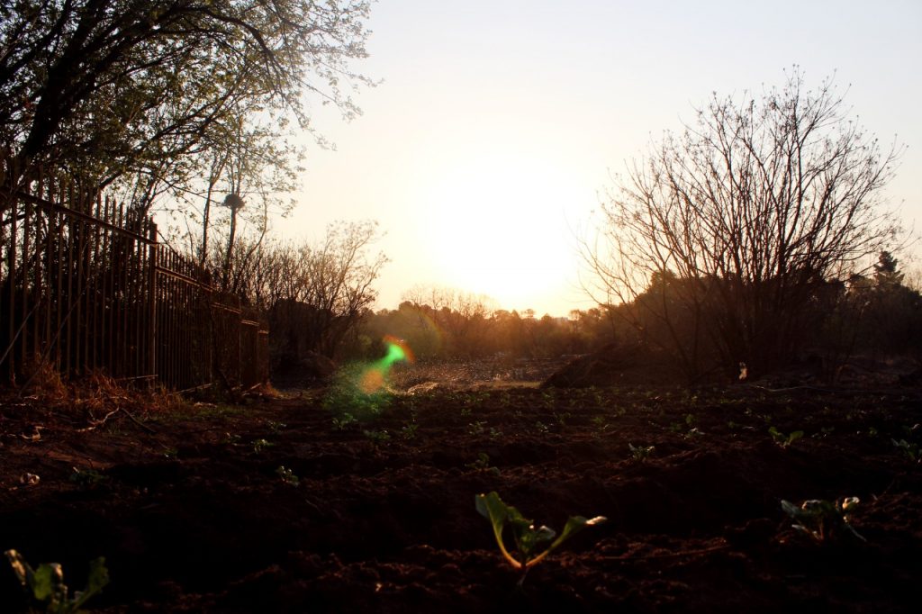 culturedcrop.co.za preparation